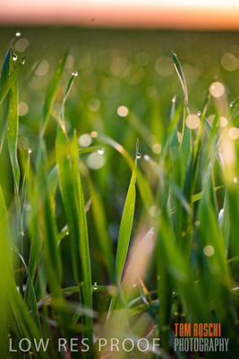 July 2015 / CROPS_CLOSE-UP_1046