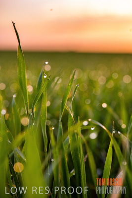 July 2015 / CROPS_CLOSE-UP_1047
