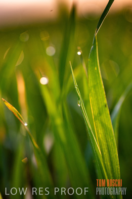 July 2015 / CROPS_CLOSE-UP_1048