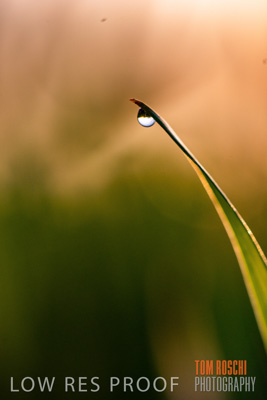 July 2015 / CROPS_CLOSE-UP_1049