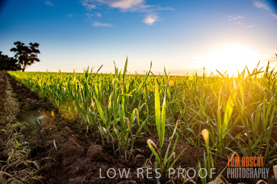 July 2015 / CROPS_CLOSE-UP_1050