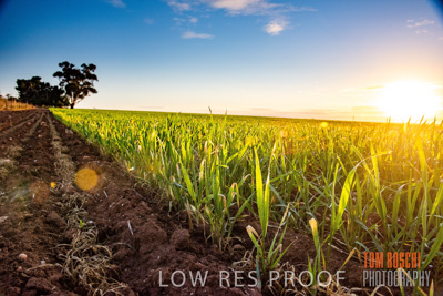 July 2015 / CROPS_CLOSE-UP_1052