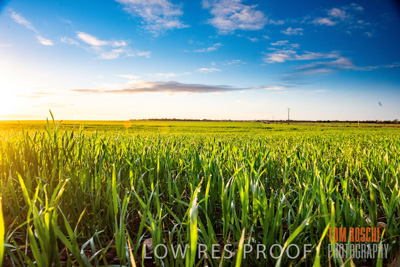 July 2015 / CROPS_CLOSE-UP_1053