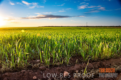 July 2015 / CROPS_CLOSE-UP_1055