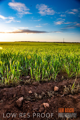 July 2015 / CROPS_CLOSE-UP_1056