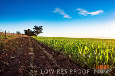 July 2015 / CROPS_CLOSE-UP_1057