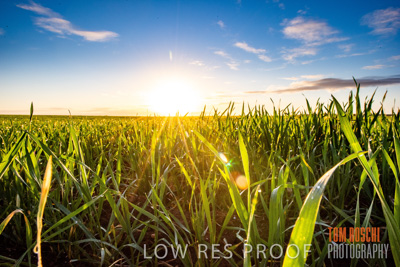July 2015 / CROPS_CLOSE-UP_1058