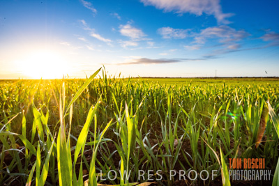 July 2015 / CROPS_CLOSE-UP_1059