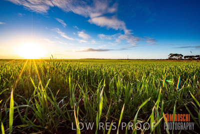 July 2015 / CROPS_CLOSE-UP_1062