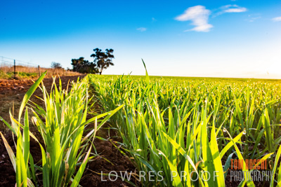 July 2015 / CROPS_CLOSE-UP_1063