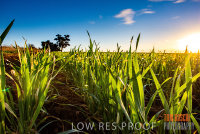 July 2015 / CROPS_CLOSE-UP_1064