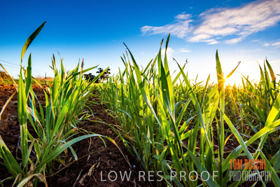 July 2015 / CROPS_CLOSE-UP_1065