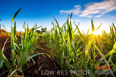 July 2015 / CROPS_CLOSE-UP_1066