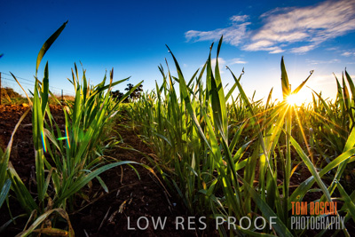 July 2015 / CROPS_CLOSE-UP_1067