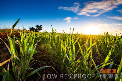 July 2015 / CROPS_CLOSE-UP_1068