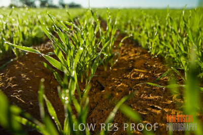 June 2007 / CROPS_CLOSE-UP_108