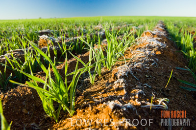 June 2007 / CROPS_CLOSE-UP_109