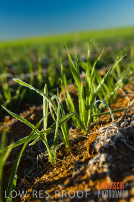 June 2007 / CROPS_CLOSE-UP_110