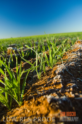 June 2007 / CROPS_CLOSE-UP_111