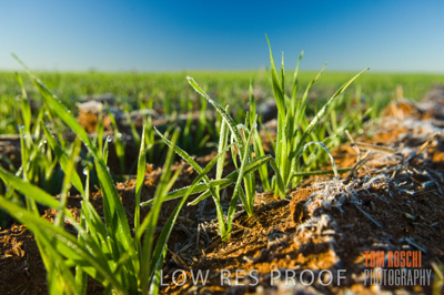 June 2007 / CROPS_CLOSE-UP_112