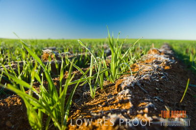 June 2007 / CROPS_CLOSE-UP_113