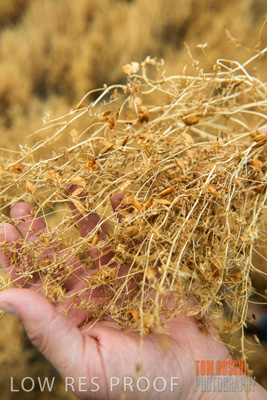 December 2016 / CROPS_CLOSE-UP_1140