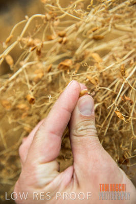 December 2016 / CROPS_CLOSE-UP_1141