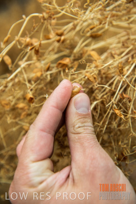 December 2016 / CROPS_CLOSE-UP_1143