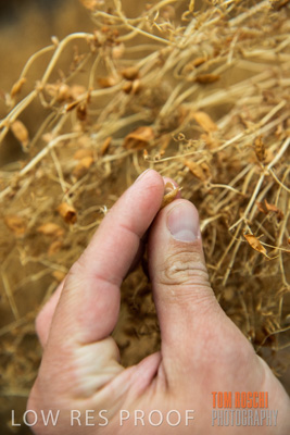 December 2016 / CROPS_CLOSE-UP_1144