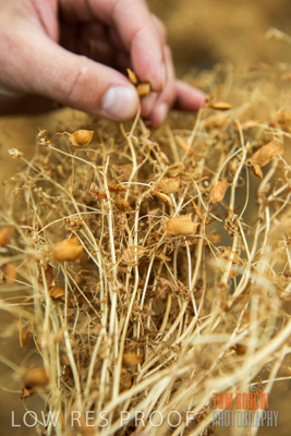 December 2016 / CROPS_CLOSE-UP_1145