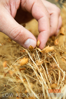 December 2016 / CROPS_CLOSE-UP_1146