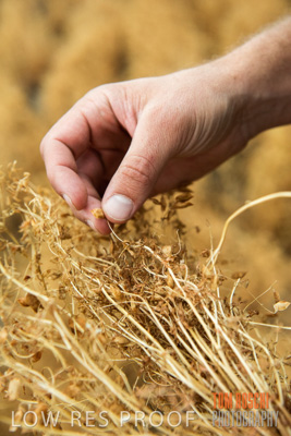 December 2016 / CROPS_CLOSE-UP_1148