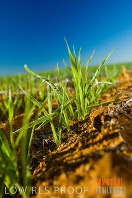 June 2007 / CROPS_CLOSE-UP_116