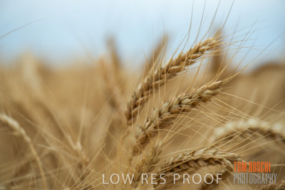 December 2016 / CROPS_CLOSE-UP_1163