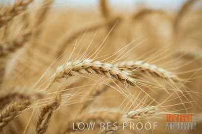 December 2016 / CROPS_CLOSE-UP_1165