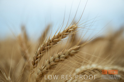 December 2016 / CROPS_CLOSE-UP_1166