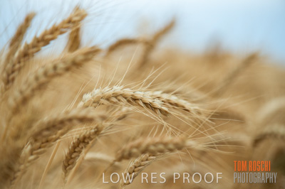 December 2016 / CROPS_CLOSE-UP_1168