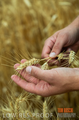 December 2016 / CROPS_CLOSE-UP_1169