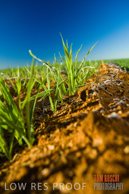 June 2007 / CROPS_CLOSE-UP_117