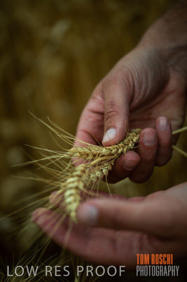 December 2016 / CROPS_CLOSE-UP_1170