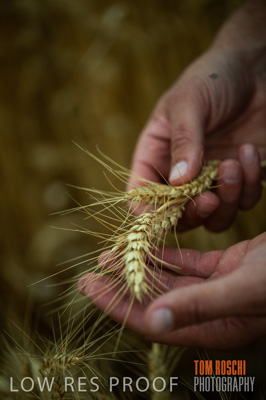 December 2016 / CROPS_CLOSE-UP_1171