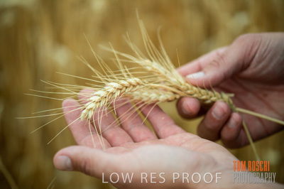 December 2016 / CROPS_CLOSE-UP_1172