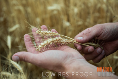 December 2016 / CROPS_CLOSE-UP_1174