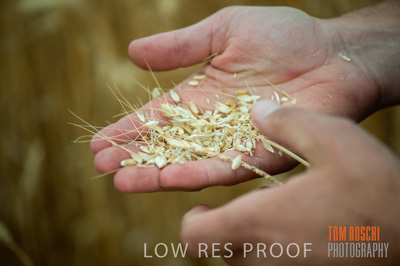 December 2016 / CROPS_CLOSE-UP_1176