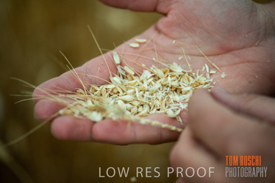 December 2016 / CROPS_CLOSE-UP_1177