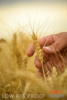 December 2016 / CROPS_CLOSE-UP_1179