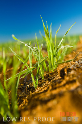 June 2007 / CROPS_CLOSE-UP_118