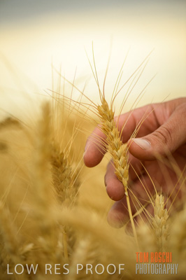December 2016 / CROPS_CLOSE-UP_1182