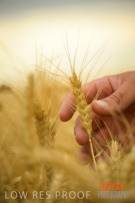 December 2016 / CROPS_CLOSE-UP_1183