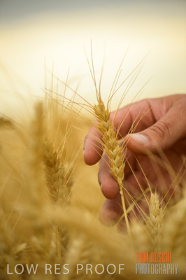 December 2016 / CROPS_CLOSE-UP_1184